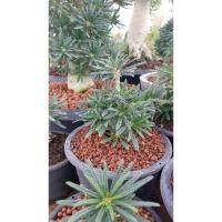 ราคา มะพร้าวทะเลทราย Gigas Bullata (cutting)บลูลาต้ามะพร้าวทะเลทราย (24479348920)