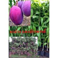 ราคา มะม่วงแดงจักรพรรดิ สี่ผลสวย เนื้อสีสวย รสชาติอร่อย (12764205424)