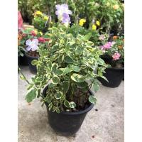 ราคา ต้นบุษบาพารวย#กระถาง 5 นิ้ว (18971098215)