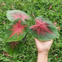 ราคา บอนสี ช้างเผือกใบบัว ส่งเป็นต้น (8281745528)