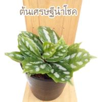 ราคา ต้นเศรษฐีนำโชค เศรษฐีแพรหยก เศรษฐีแพรทอง ไม้มงคล (3317900370)