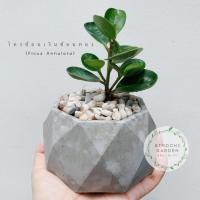 ราคา ต้นช้อนเงินช้อนทอง พร้อมกระถางปูนเปลือย 8 เหลี่ยม (5336054963)