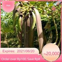 ราคา ต้นเพกาเตี้ย 1 ชุดมี 3 ต้น เพกาหรือลิ้นฟ้าต้นเตี้ย ปลูกง่ายโตไว (24773111059)