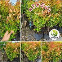 ราคา ต้นคริสติน่า สูง 80 ซม. ต้นทรงฟอร์ม คริสติน่า ไม้รั้ว (28843526916)