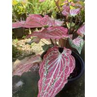 ราคา บอนสีฮกหลงบอนสีราคาถูกยกกระถาง (13215364260)