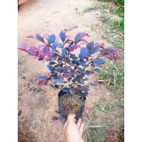 ราคา ต้นหงส์​ฟู่ หรือ ต้นมั่งมีศรีสุข (13886773568)