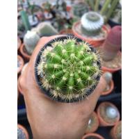 ราคา กระบองเพชรดาวล้อมเดือน (8512134329)