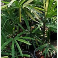 ราคา ต้นจั๋งด่างขนาด70ซม.(1ต้น) (5113309449)