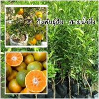 ราคา ต้นส้มสายน้ำผึ้ง พันธุ์​แท้ กิ่งพันธุ์ส้มสายน้ำผึ้ง ​กิ่งเสียบยอด ขนาด 60- 80cm พร้อมส่ง ต้นสวยแข็งแรง (22337387317)
