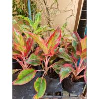 ราคา อโกลนีมา กวักมหามงคล แสงเงินแสงทอง ต้นไม้ฟอกอากาศ ต้นไม้มงคล จัดสวน (14470325782)