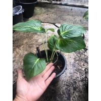 ราคา ว่านเสน่ห์จันทร์ขาว กระถาง 8 นิ้ว แถมปุ๋ย (13029112594)