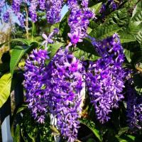 ราคา ต้นพันธุ์พวงครามออสเตรเลีย 2 ต้น (1976800823)