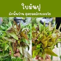 ราคา ใบมันปู สุดยอดผักชะลอวัย (43554297560)