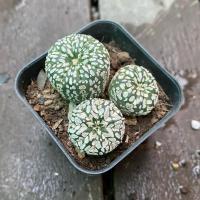 ราคา EP4 แอสโตร แอสโตรปลาดาว แอสโตรซุปเปอร์ แคคตัส กระบองเพรช (24619398933)