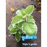 ราคา ต้นหูเสือด่าง กระถาง5นิ้ว ส่งพร้อมกระถาง (11437825958)