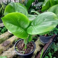 ราคา ว่านนางคุ้ม,ว่านผู้เฒ่าเฝ้าบ้าน ไม้มงคล (9319021060)