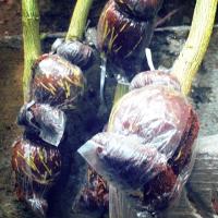 ราคา กิ่งพันธุ์มะนาวแป้นพวง (3440062201)