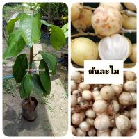 ราคา ต้นละไม ละไม เสียบยอด (40753469506)