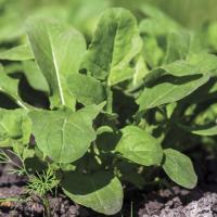 ราคา ผักสลัดอกูล่าร็อคเก็ต เมล็ดพันธุ์ 90-200 เมล็ด อัตรางอกดี โตไว รสเผ็ดอ่อน ปลูกง่ายในแปลง กระถาง (ซื้อ 10 แถม 1) (42106594873)