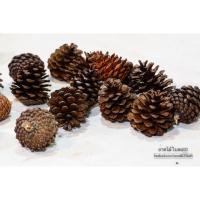 ราคา ลูกสน ลูกสนธรรมชาติ (273104009)