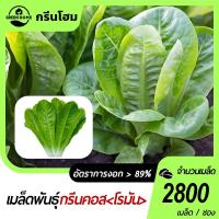 ราคา 2800 เมล็ดเมล็ดพันธุ์ กรีนคอส Green Cos เมล็ดผักกาดหอม เมล็ดผักสวนครัว เมล็ดผักสลัด ปลูกง่าย (26424683249)