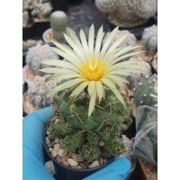 ราคา ช้างฟอร์มกอแคคตัสกระบองเพชร (3559167708)