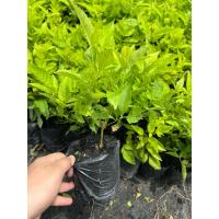 ราคา ต้นมิกกี้เมาส์ ทองอุไรสีส้ม ทองอุไร ต้นทองอุไร สีส้ม ถุง 4 นิ้ว ต้นใหญ่ (27653946362)