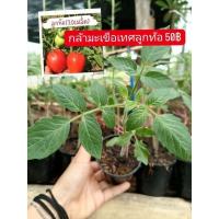 ราคา กล้ามะเขือเทศลูกท้อ กระถาง 3" (24345172986)