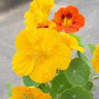 ราคา เมล็ดบัวทองแห้ง ดอกบัวแห้ง ดอกบัวสีทอง ระเบียงในร่ม กระถางต้นไม้ ดอกไม้ประดับ พืช สี่ฤดูกาล ง่ายต่อการอยู่ (42375254686)