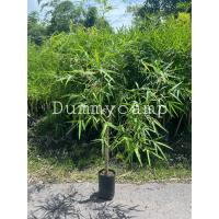 ราคา ไผ่ด้ามขวาน หรือ ไผ่ตัน สูง60-70ซม (23973095250)