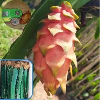 ราคา Yellow Thai Dragon Fruit ต้นแก้วมังกรส้มเนื้อสีขาว ,กิ่งพันธุ์แก้วมังกรสีส้ม พันธุ์แก้วมังกรสีส้ม (11796319447)