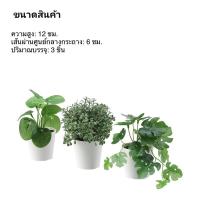 ราคา ☾☾แพค 3 ต้นIKEA_FEJKA เฟคก้าต้นกระบองเพชร / ต้นดอกไม้สีม่วง 3 แบบในแพคเดียว ต้นไม้ประดิษฐ์พร้อมกระถาง (6091707019)