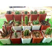 ราคา กระบองเพชร/แคคตัส/ไม้จิ๋ว/ต้นไม้เล็ก/ต้นไม้จิ๋ว (4277625385)