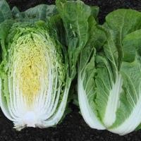 ราคา 500 เมล็ด ผักกาดขาว ผักกาด แปะฉ่าย แปะฉ่ายลุ้ย Napa Cabbage Seeds Non-GMO สายพันธุ์ ผักกาดขาวปลีพันธุ์เบา (43722642958)
