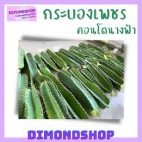 ราคา กระบองเพชรคอนโดนางฟ้า ราคาถูก ✅ กระบองเพชร cactus แคคตัส ขนาด 5” 8” 10” 12” 14” (15179427213)