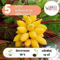 ราคา เมล็ดมะละกอเหลืองกระบี่ 5 บาท 10 เมล็ด (26719912785)