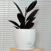 ราคา กระถางดินเผา 7 นิ้ว((พร้อมจานรอง)) ทรงไข่เตี้ย กระถางมินิมอล (8274015867)