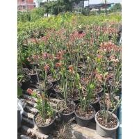 ราคา ต้นนกน้อยนำโชค (กทม) (20069102023)