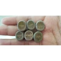 ราคา ไลทอป Lithops ต้นเดี่ยว 2 สายพันธุ์ (5951020004)