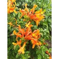 ราคา ดอกพวงแสดหายาก1ต้นถุงดำเล็กไม้ประดับ (24480047821)