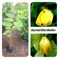 ราคา ต้นสาเหล้าปัตตานีเหลือง สาเหล้าปัตตานีเหลือง (43251698911)