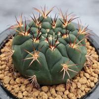 ราคา กระบองเพชรยิมโนคาไลเซียม (5853396805)