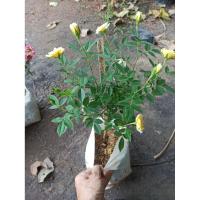 ราคา ต้นกุหลาบหนูไม้ถุง 4 นิ้วราคา 69 บาทค่ะ (41361341547)