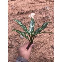 ราคา เขียวหมื่นปี ต้นไม้มงคล ต้นไม้ฟอกอากาศ (7255227401)