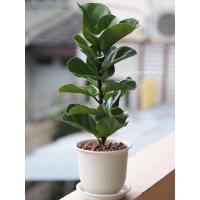 ราคา ไทรใบสักแคระ ไซส์ L พร้อมกระถางฟอร์มสวยๆ (3296413600)