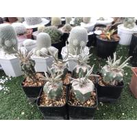 ราคา กระบองเพชรคาปุดเมดูซ่าAstrophytum caput-medusae (4461883600)