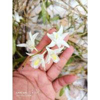 ราคา เอื้องมะลิ กล้วยไม้ป่าหายาก ดอกสีขาว หอมมาก ขายยกกอใหญ่ๆไปเลย (9557392561)