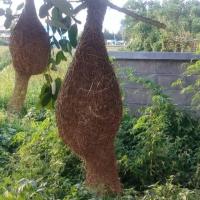 ราคา รังนกกระจิบ กระจาบ (6434885074)