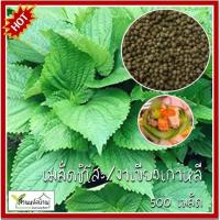 ราคา 500 เมล็ด ชิโสะ โอบะ งาเขียวเกาหลี งาเขียว ใบชิโสะ ใบโอบะ เมล็ดชิโสะ เมล็ดโอบะ เมล็ดงาเขียวเกาหลี (20775984231)