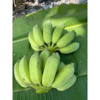 ราคา กล้วยน้ำว้าออแกนิค ปลูกแบบเกษตรอินทรีย์ ตัดสดพร้อมสุงทุกวัน (26871595202)